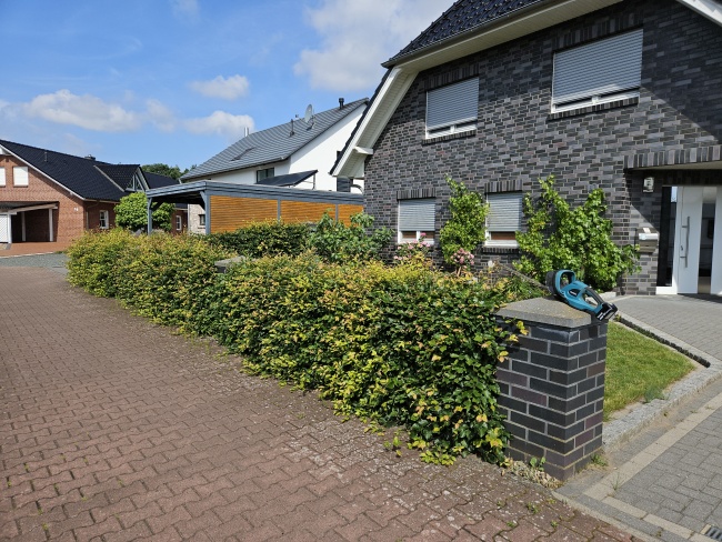 20250617 101216 Hecke vorne vorher