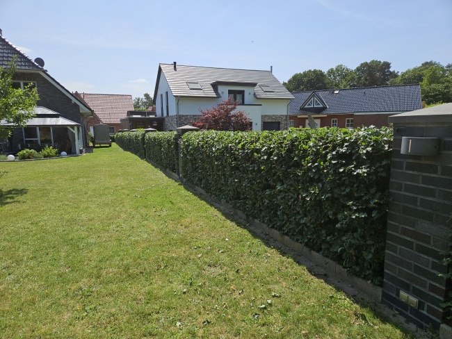 20250617 130127 Hecke Seite nachher